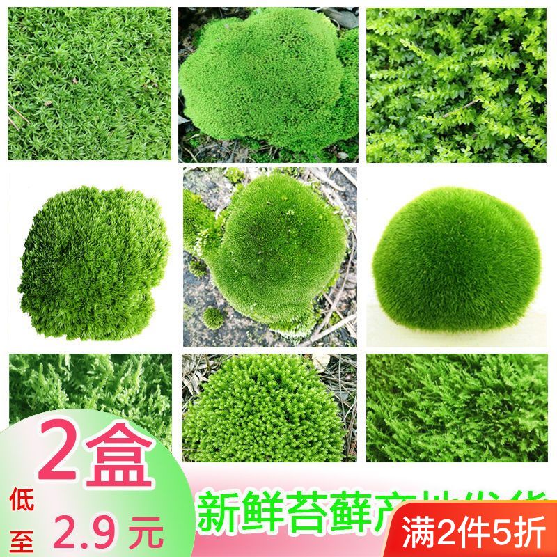 苔藓鲜活微景观迷你植物手工盆景草种子diy鱼缸活苔藓造景朵朵藓