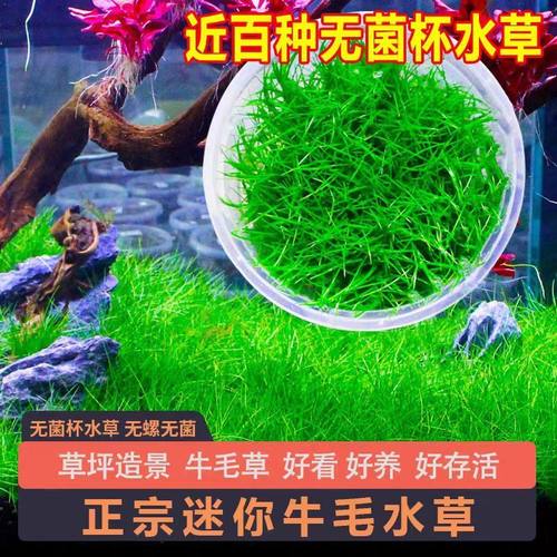 迷你牛毛珍珠无菌草缸前景造景活体鱼缸水草阴性懒人淡水植物增氧