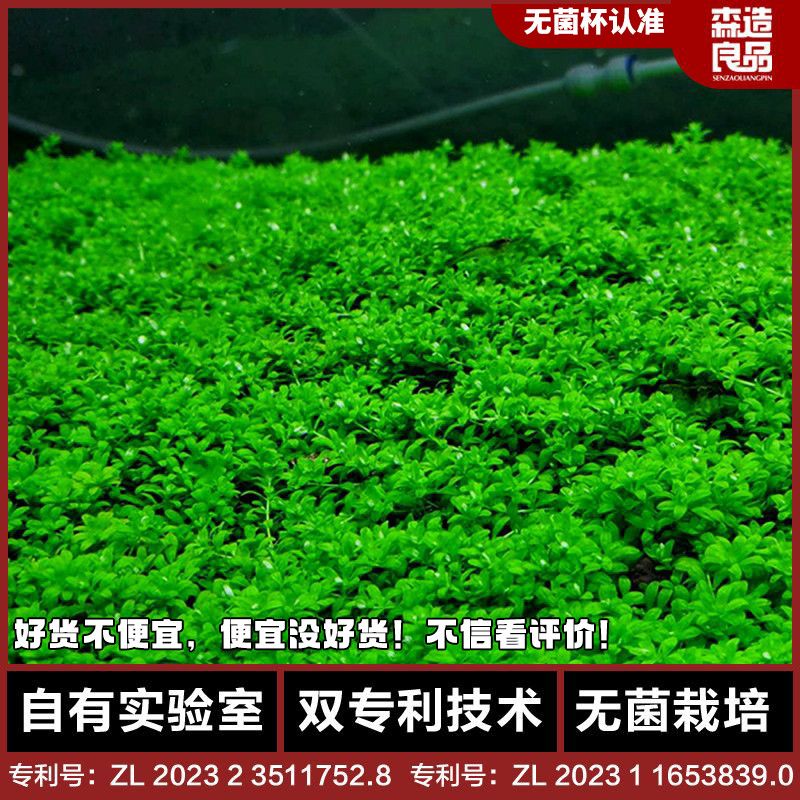 迷你矮珍珠前景水族箱无菌水草鱼缸淡水造景增氧阳性真草净化植物