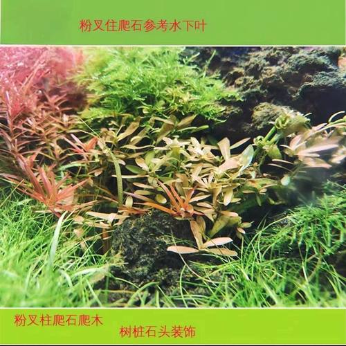 粉叉柱花粉红叉柱花前景淡水水草水质造景鱼缸植物草缸新手懒人