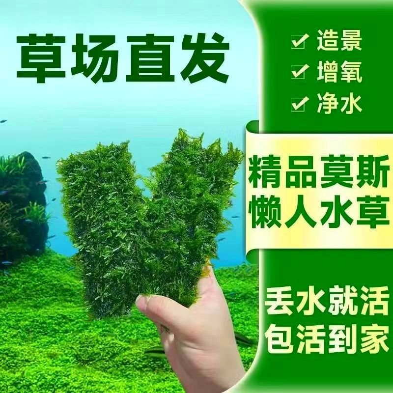 散装莫斯水草阴性鱼缸活体沉木造景三角网片好养垂泪新手增氧植物