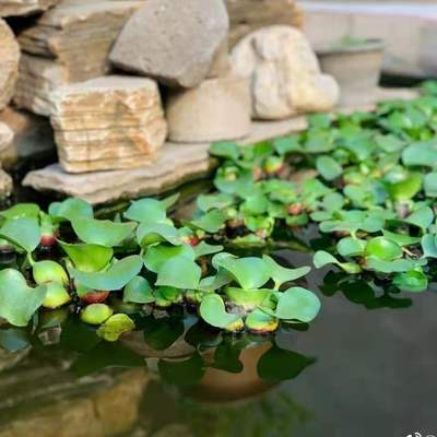 水葫芦大棵四季懒人水培植物养虾龟净化水质池塘造景水草庭院室内