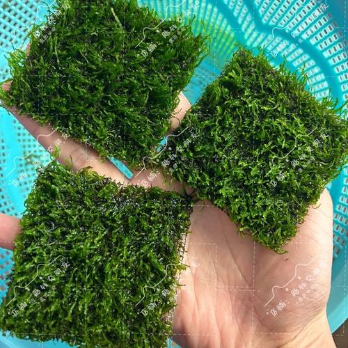 莫斯水草大三角莫斯垂类火焰莫斯网片增氧懒人莫斯网片鱼缸
