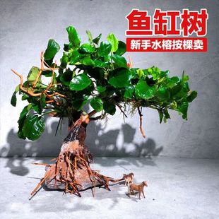 莫斯装饰新手套餐绿菊山涧榕鱼虾躲避水草沉木丹麦榕爬地矮珍珠
