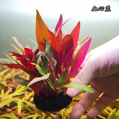淡水鱼缸活体热带装饰造景真水草血心兰大叶玫瑰前中后景红色系