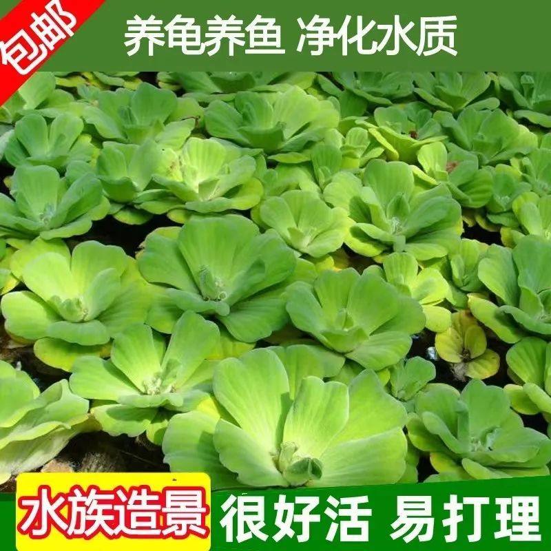 水芙蓉浮萍植物养鱼龟缸净化水质鱼池池塘造景养鱼真草浮萍水草