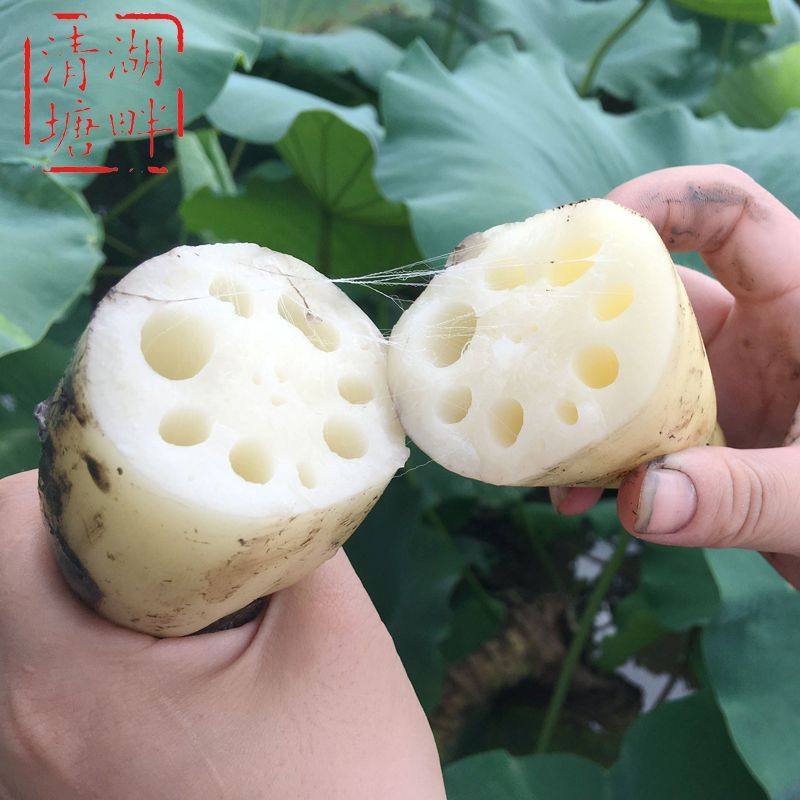 脆藕洪湖莲藕新鲜现挖脆藕片嫩莲藕清炒新藕火锅配菜