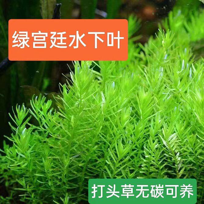 新手绿宫廷尖叶水下叶打头草荷兰景草缸中后景无碳可养水草活体