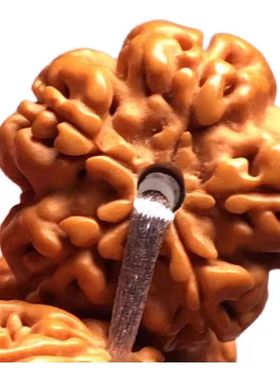 小金刚菩提老树帝王花5瓣单圈 粗筋龙爪 五星梅花双龙纹帝王龙