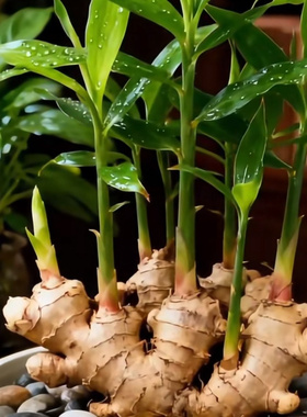 禄根生姜盆栽】福禄野生盆栽可水培土培不当姜办公室绿植福禄灵根