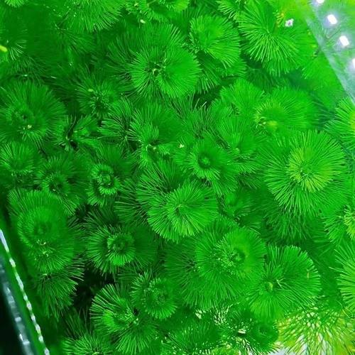 绿菊蜈蚣草水草鱼缸造景新手后景增氧阴性真草净化植物水质懒人~