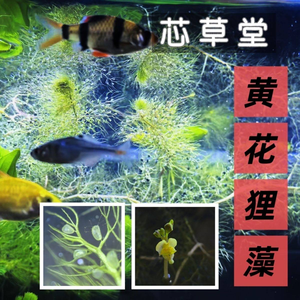 水培黄花狸藻食虫植物懒人水草水族箱鱼缸造景增化水质好养活