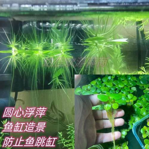 浮萍水草圆心萍净化水质水培绿植庭院办公室鱼缸客厅家用造景漂浮