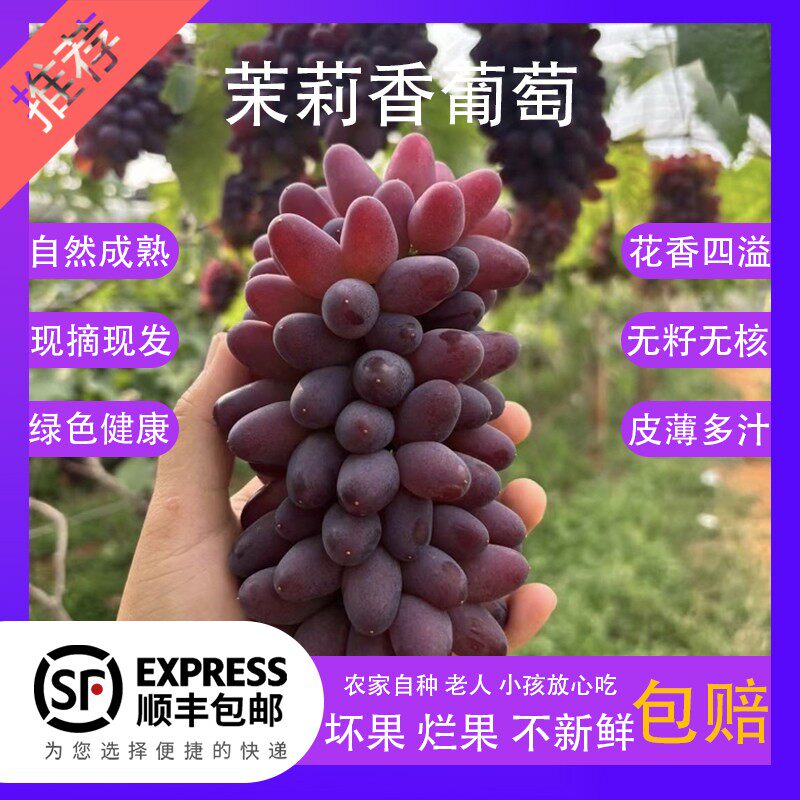 【】茉莉香葡萄新鲜水果新鲜现摘现发货无籽多汁郁金香玫