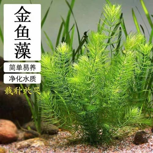 水生植物印度竹节水草植物好养新手懒人耐活阴性造景鱼缸增化