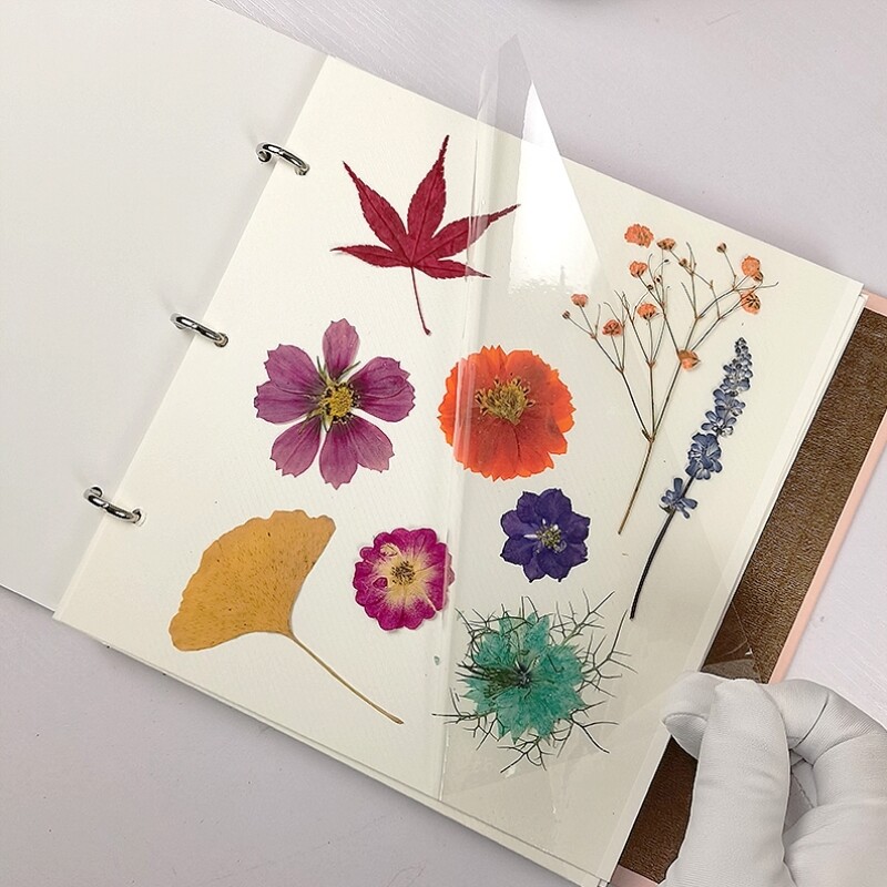 植物标本干花压花树叶相册