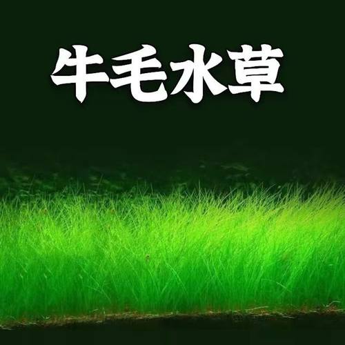 草坪牛毛毡水草新手阴性淡水迷你鱼缸前景造景活体植物懒人坨草