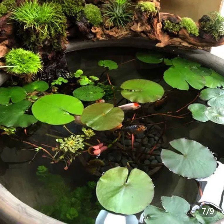 鱼缸莲子迷你碗莲造景水草种盆栽懒人新手造景四季水培绿植花卉