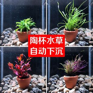 水族懒人水草红波草缸丹麦榕鱼缸装饰南美缸鱼缸造景山涧榕沉木