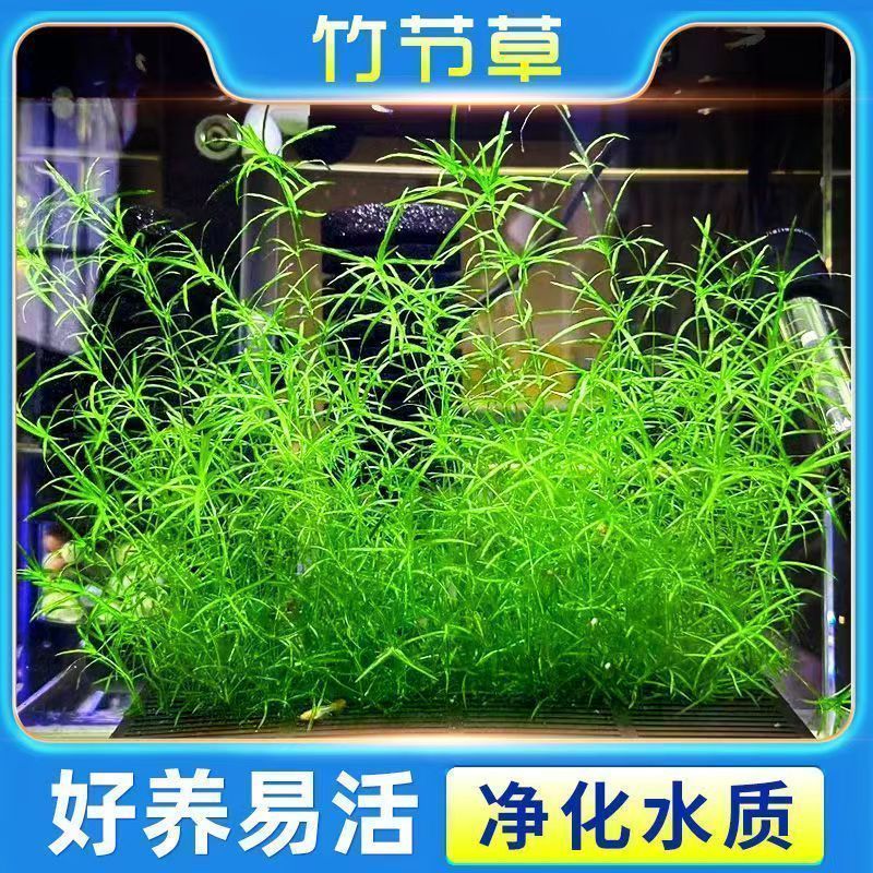 网红竹节草印度小竹节真草孔雀鱼避难所躲避屋蜈蚣草清仓散装