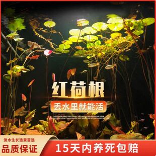 红荷根水草鱼缸造景易养睡莲懒人水培会开花的水草增氧阴性淡水草