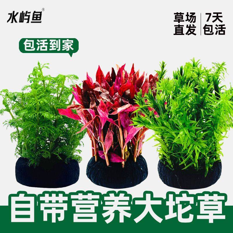 水屿鱼水草植物大坨草鱼缸增氧阴性水培绿植新手懒人造景无需底砂