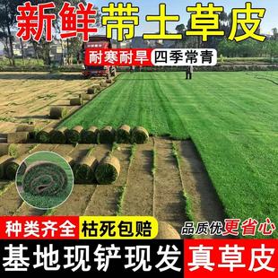 百慕大矮生台湾青草皮绿地四季常青带泥土户外草坪真草皮坪带泥土