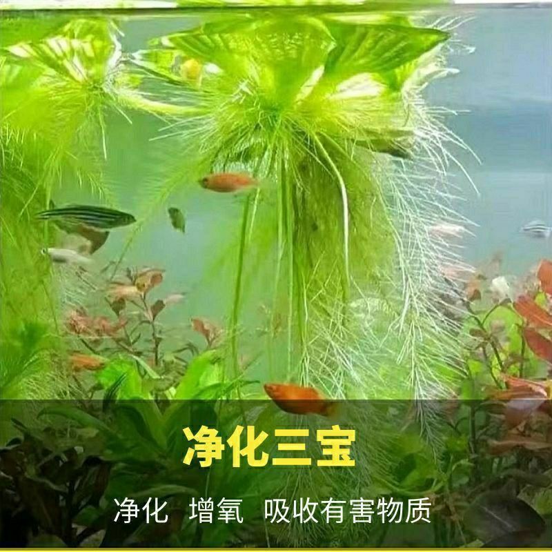 水芙蓉浮萍水培池塘造景水草净化水质水浮莲植物水生植物养草鱼缸
