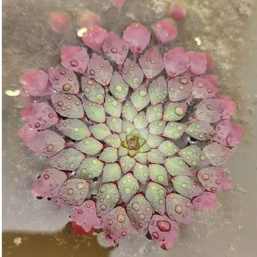 黄花菱水上烟花水草烟火危地馬拉水丁香鱼缸池迷你植物浮萍微景观