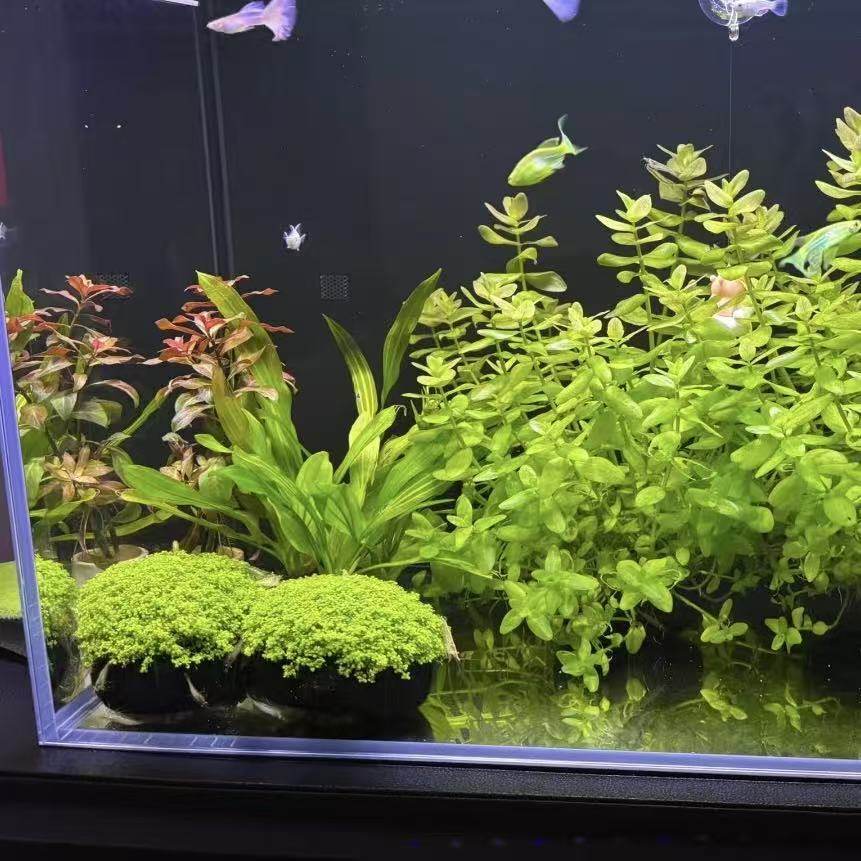 水草坨组合鱼缸中后景淡水新手阴性造景增氧水草懒人混色套餐植物