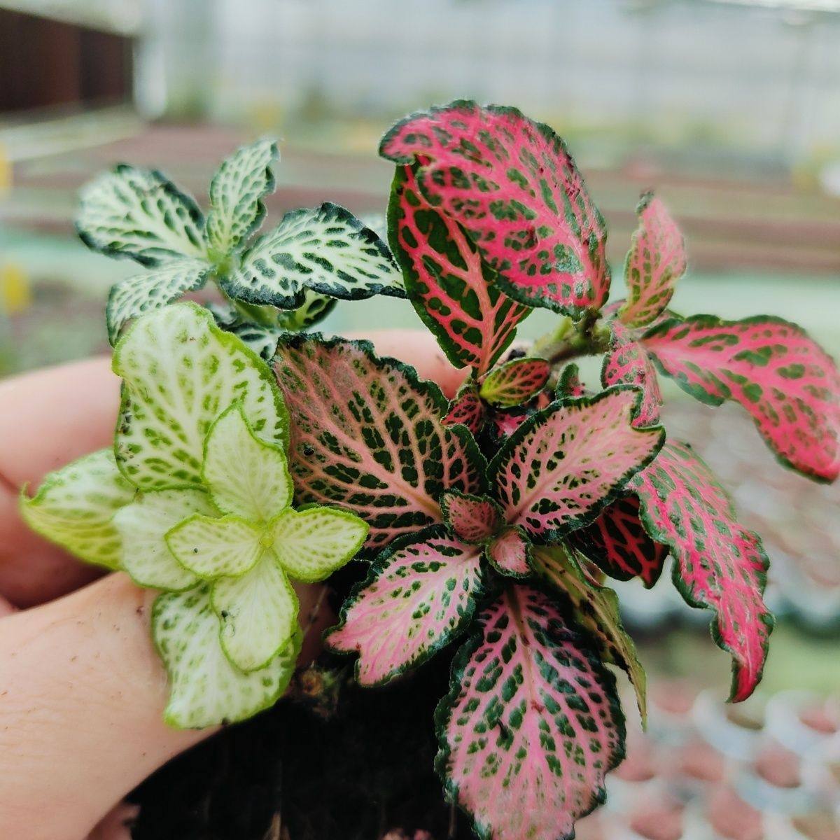 网纹草创意迷你植物绿植花室内盆栽水陆缸造景植物雨林植物彩叶草