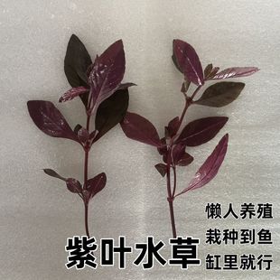 鱼缸水草对叶瓜子虎耳罗贝利绿金钱水芹紫叶水草