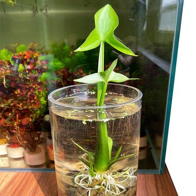 水生植物慈姑种苗茨菇苗燕尾草挺水水草鱼缸池塘净化沼泽过滤水培