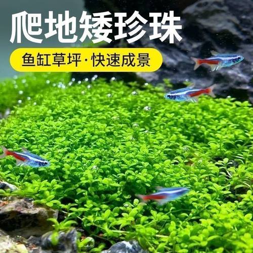 趴地矮珍珠前景阳性水草草缸水族鱼缸造景生态水草无螺