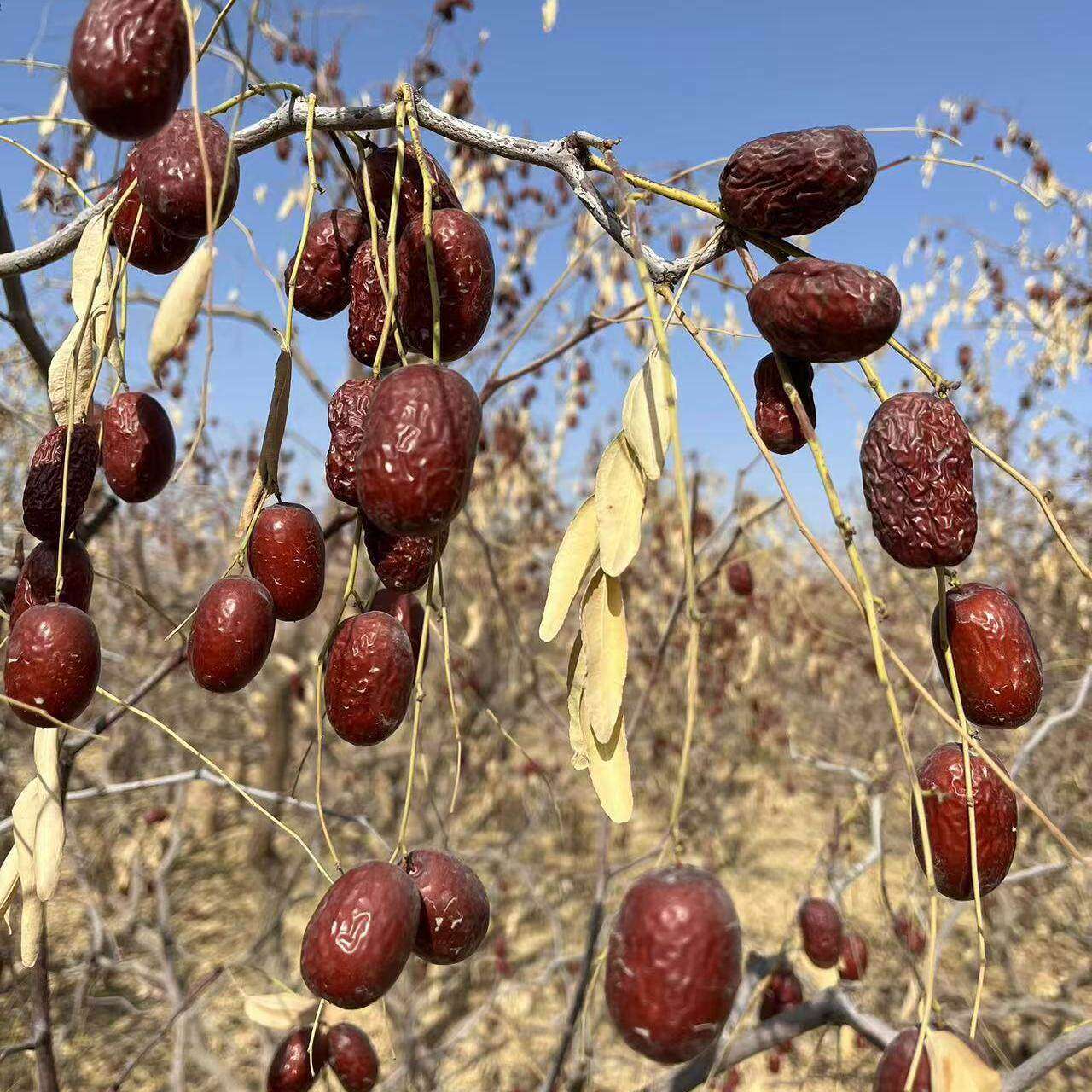 新疆阿克苏原生态若羌灰枣红枣2025年新枣原产地直发健康零食官方