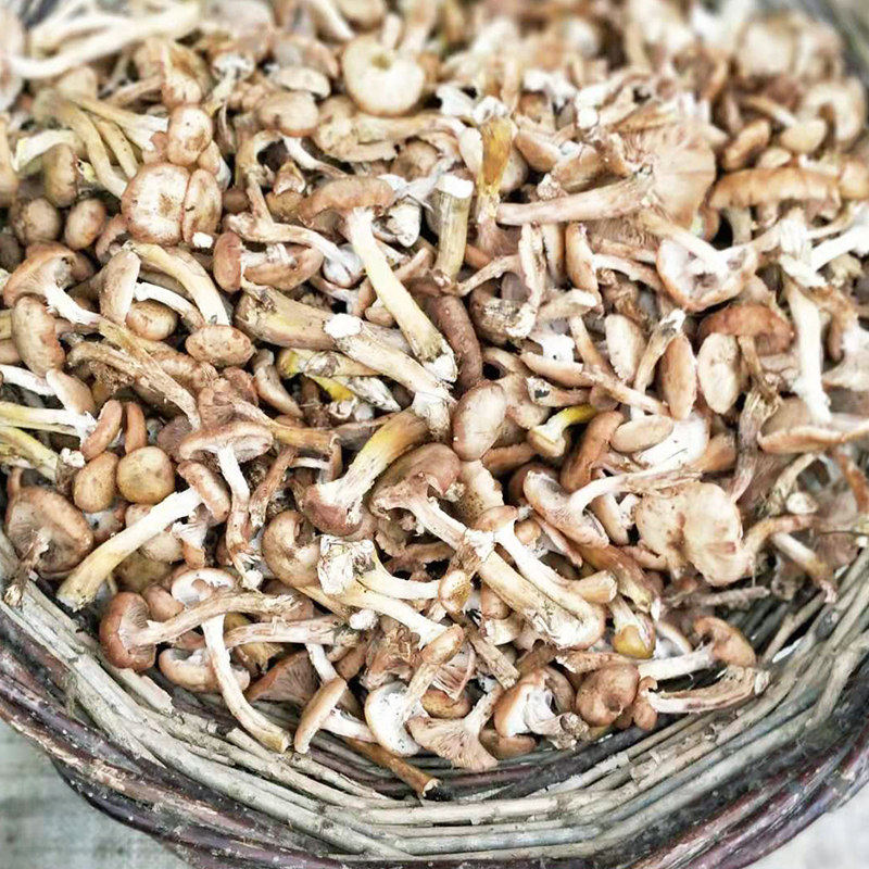 榛蘑片500克干货东北优质美味食用菌小鸡炖蘑菇香菇菌类促销官方
