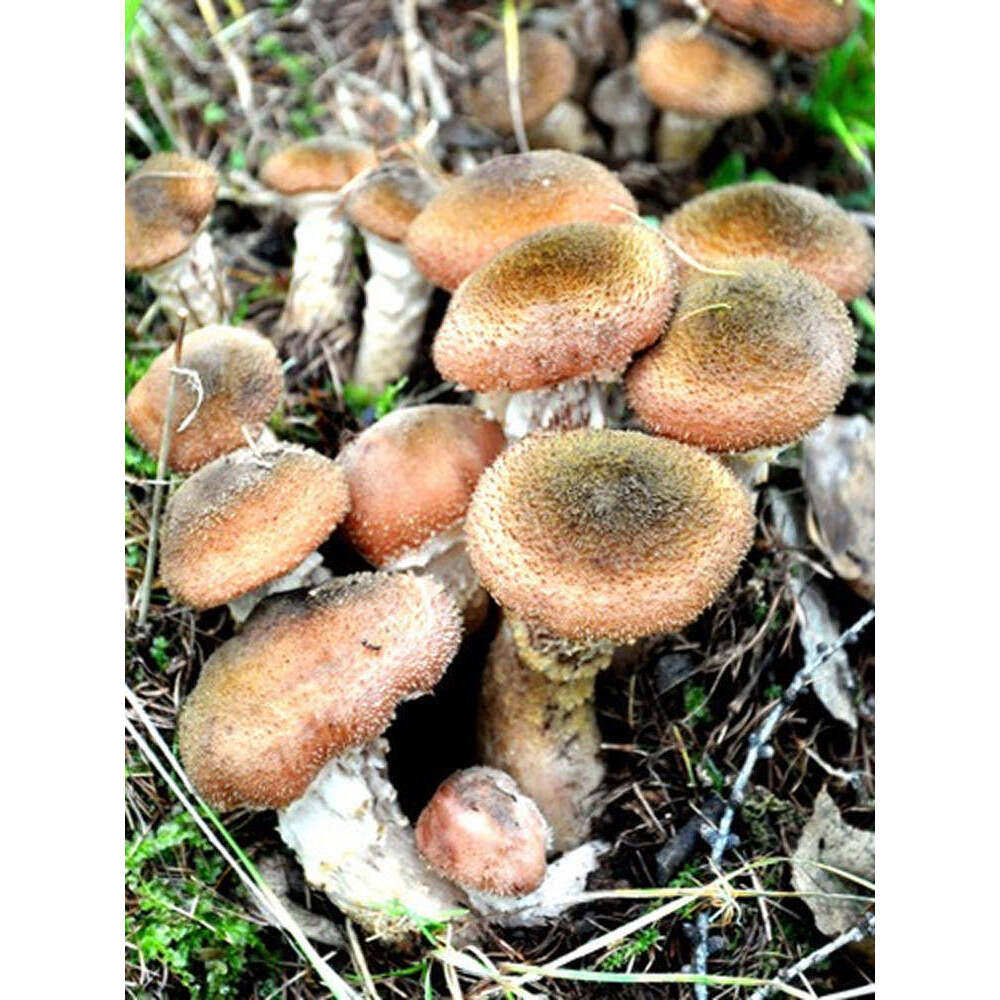 黑龙江榛蘑无根土特产干货炖小鸡人工采摘自然晾晒官方旗舰店0BQ