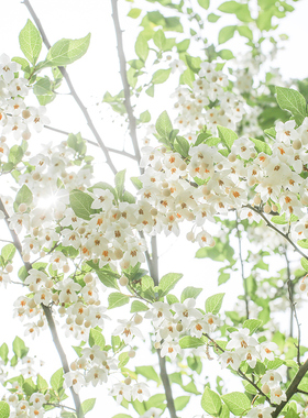 野茉莉Styrax安息香花园芳香花树盆栽苗多M年生庭院小乔木别墅绿