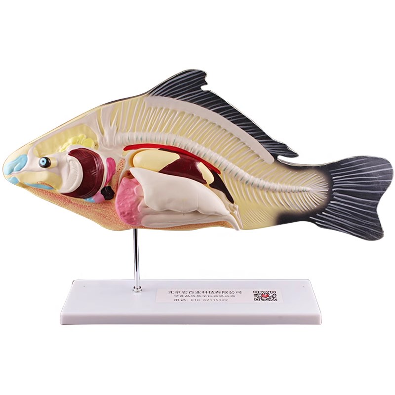 可普 鱼解剖模型内脏可拆卸初高中生物教学演示教具生物动物模型
