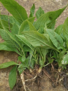 云南白商陆 新鲜山萝卜 白商陆 见肿消 新鲜商陆小棵现挖发货