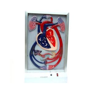 电动心脏博动与血液循环模型，人体脉管系统模型