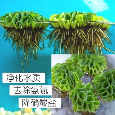鱼缸造景净化水质肚兜萍水浮萍槐叶萍懒人水草一叶莲浮萍水培植