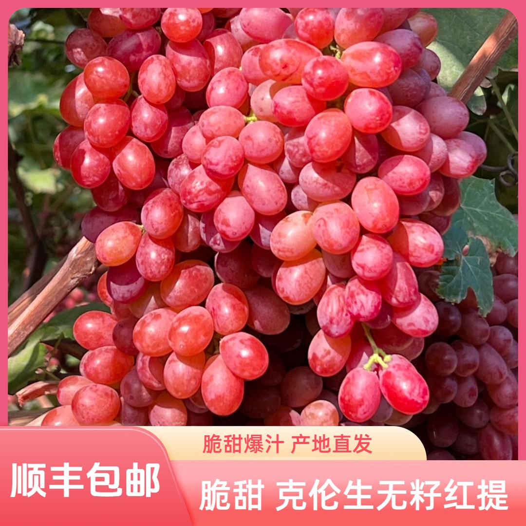 顺丰克伦生无籽红提葡萄脆甜爆汁新鲜采摘产地直发