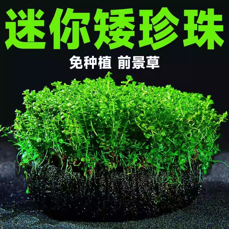 迷你矮珍珠小坨草懒人水培净化水质鱼缸造景活体水草植物前景杯草