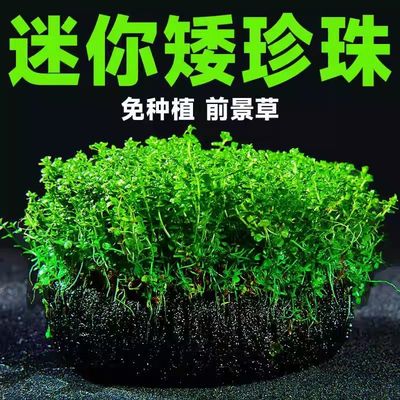 迷你矮珍珠小坨草懒人水培净化水质鱼缸造景活体水草植物前景杯草