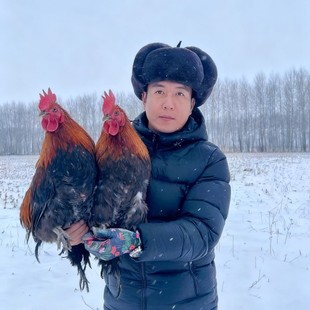 东北黑龙江农家散养土鸡大公鸡黑脚黄脚两只公鸡带心肝胗送2粉条
