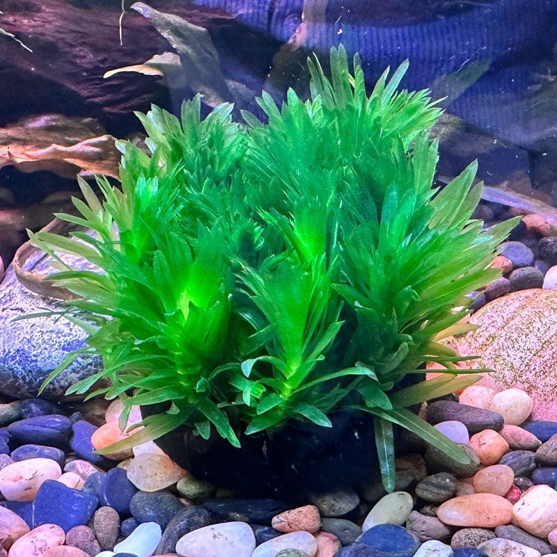 蜈蚣水草坨草鱼缸真草水草阴性增化新手水质好养植物人孔雀鱼