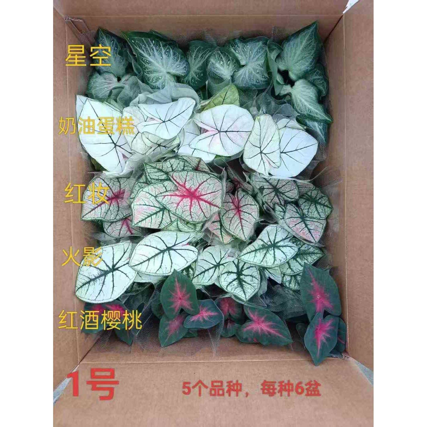 【基地直供】观叶花卉植物 居家花卉小植物盆栽 110彩叶芋混装