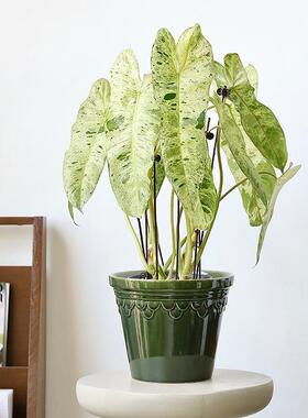 帝罗马窑变陶瓷花盆高档家居轻奢客厅绿植套盆20cm带托盘植物绿色