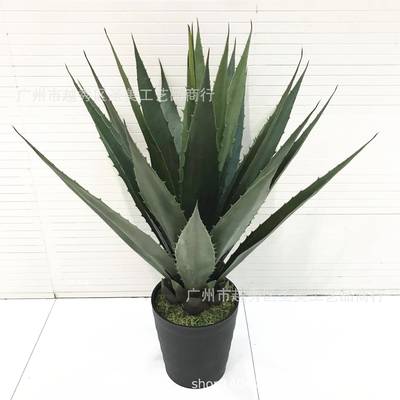仿真植物剑麻盆景胶叶黄冠兰假树龙舌兰室内摆件热带植物